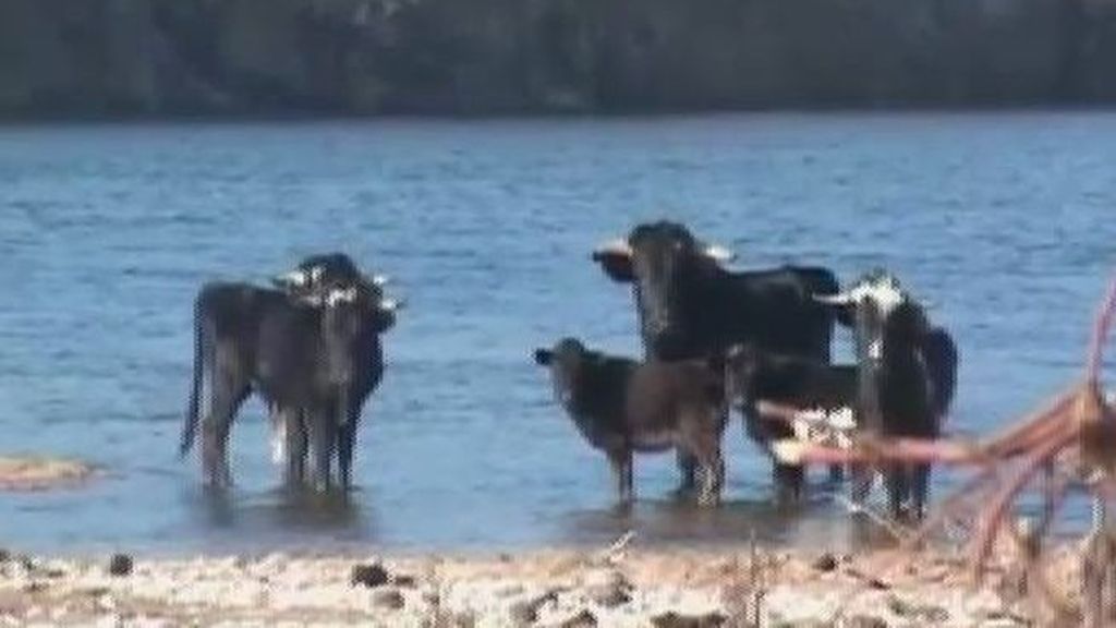 La sequía amenaza la Isla de los Toros