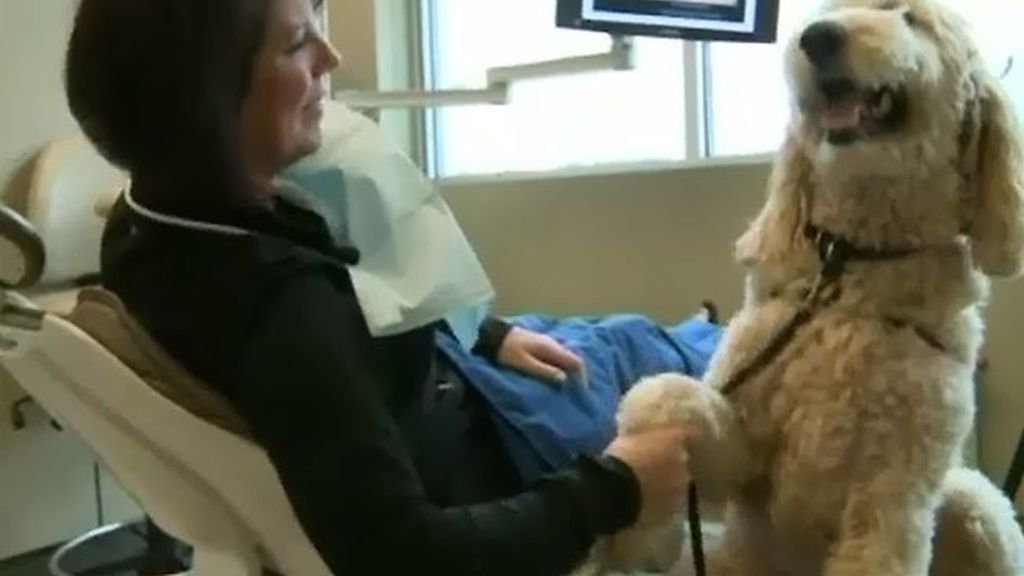El perro Humphrey ayuda a superar el miedo al dentista