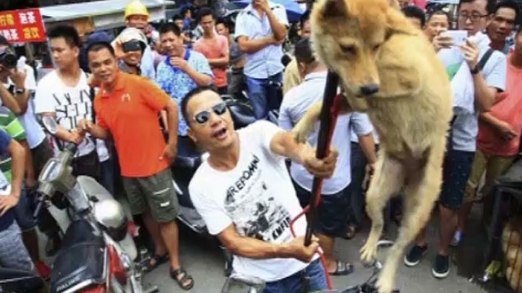 Banquete de perro en China para celebrar el solsticio de verano