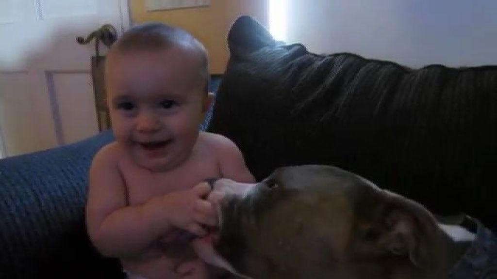 Un bebé no puede parar de reír mientras se divierte con un pitbull
