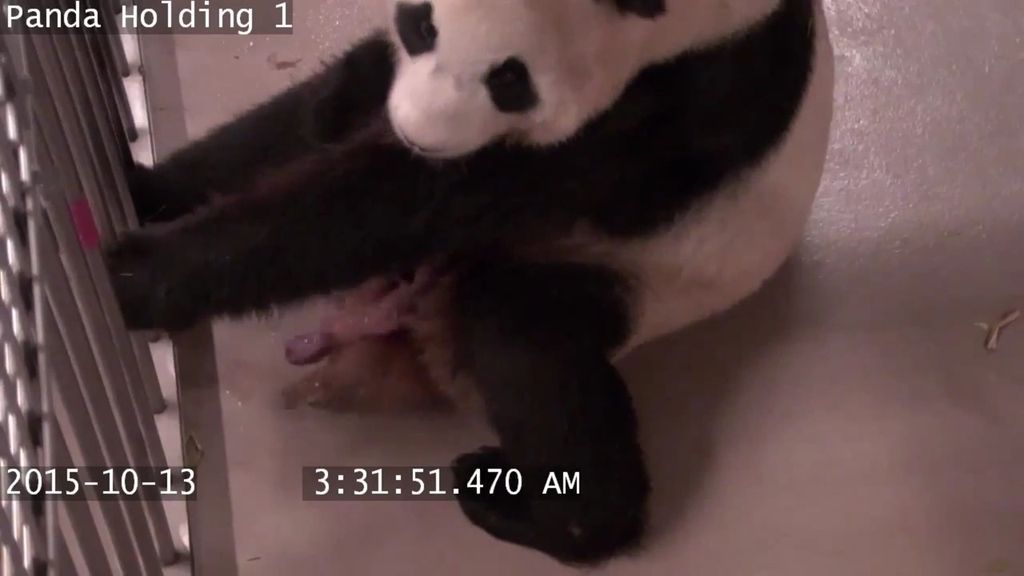 Una panda da a luz a dos oseznos en el Zoo de Toronto
