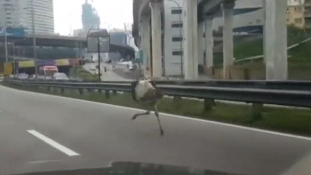 Un avestruz corre por una autovía en Malasia