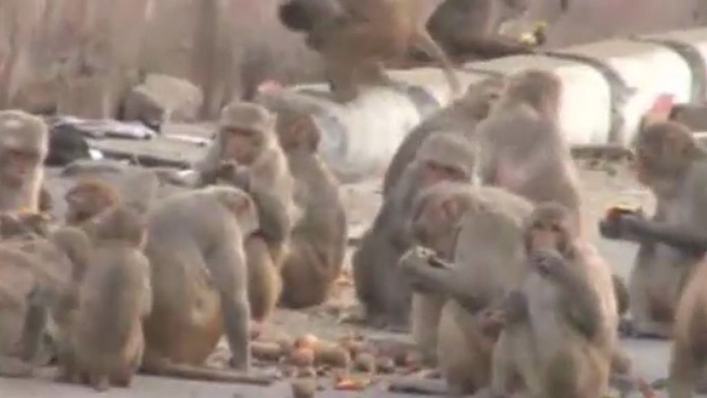 Invasión de monos en la ciudad India de Agra