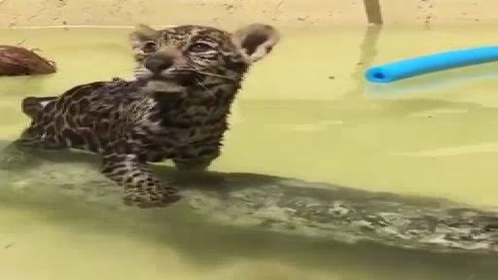 El adorable baño de un jaguar cachorro