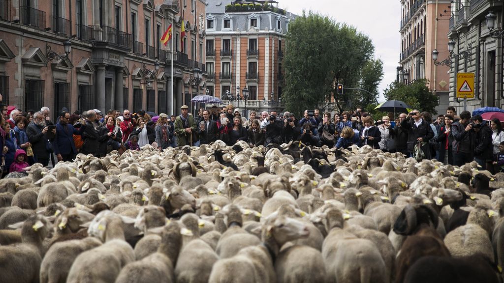 Las ovejas pasean por Madrid