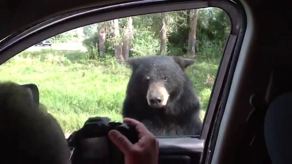 ¿Cómo reaccionarías si un oso quisiera abriera la puerta de tu coche?