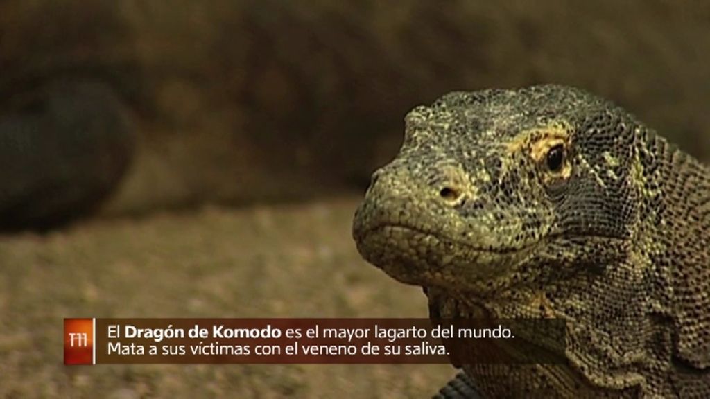 Fernando González: “Parte del origen real de los dragones es de animales que existen”
