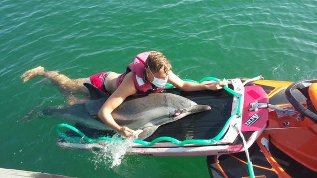 Fallece el delfín rescatado en Valencia