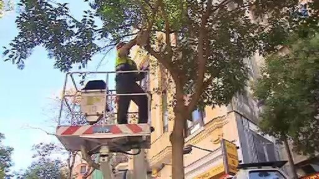 La caída de un nuevo árbol deja cinco heridos en Madrid
