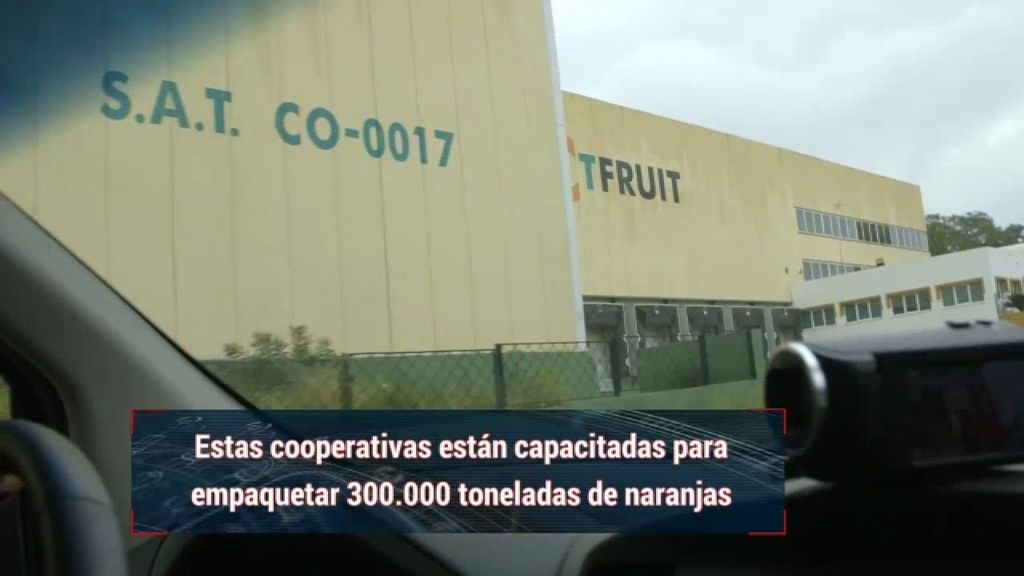 Dos de las ocho cooperativas de Palma del Río han cerrado en plena temporada
