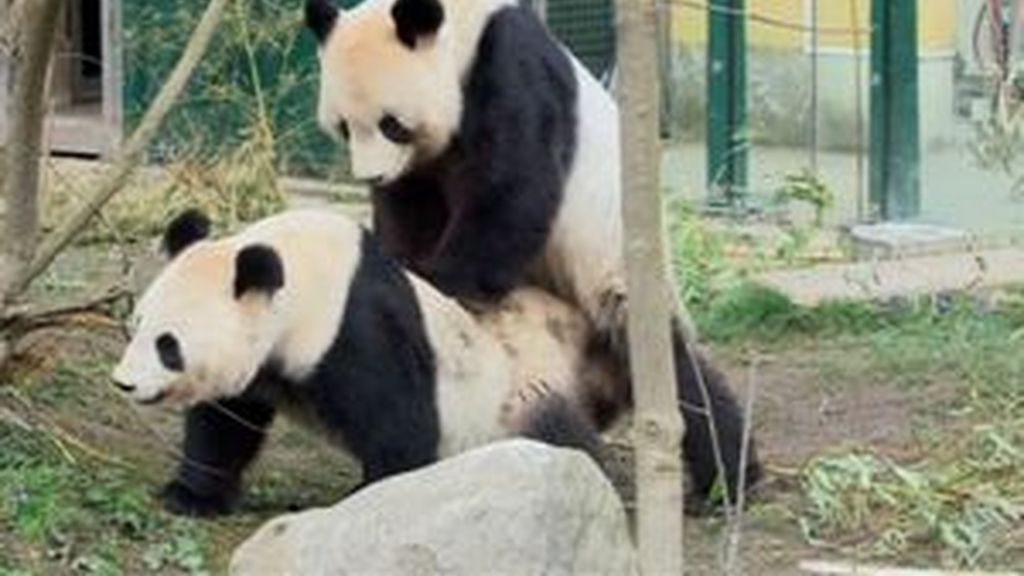 Insólito apareamiento de dos pandas en el zoo de Viena
