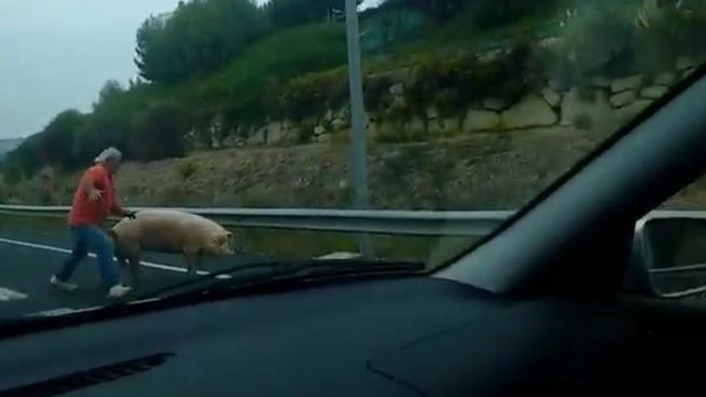 Intenta atrapar a su cerdo fugado en plena autovía en Logroño