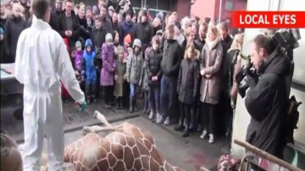 Polémico sacrificio de una jirafa en un zoológico delante de los visitantes
