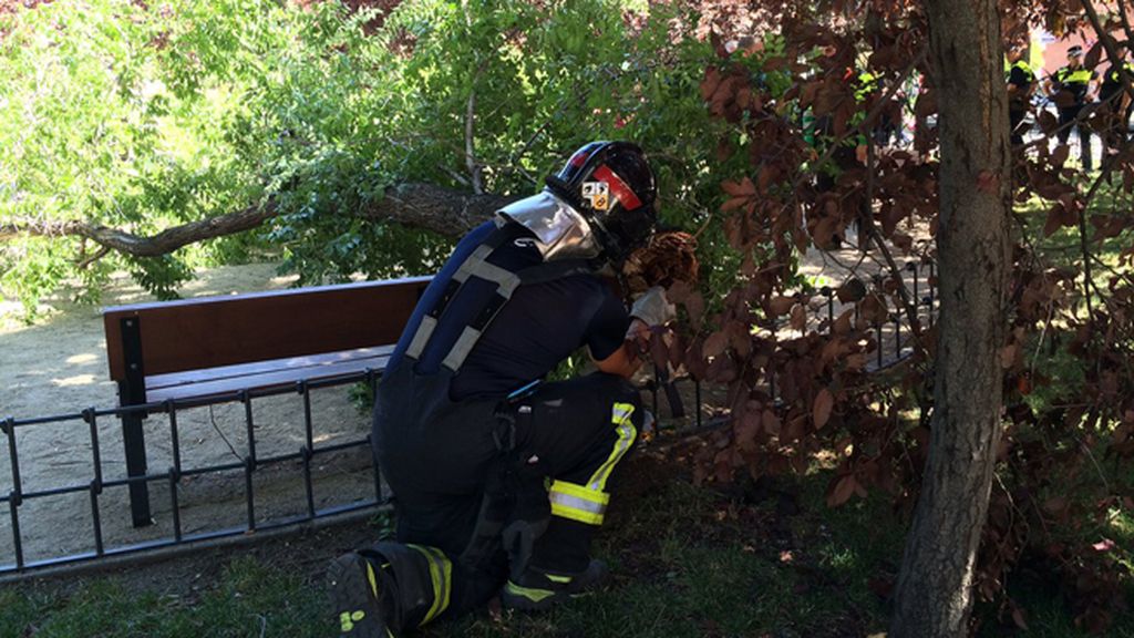 Madrid investiga ya la muerte de un hombre tras caerle la rama de un árbol