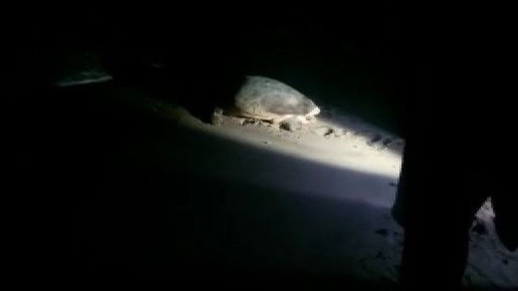 Una tortuga boba desova en la costa valenciana
