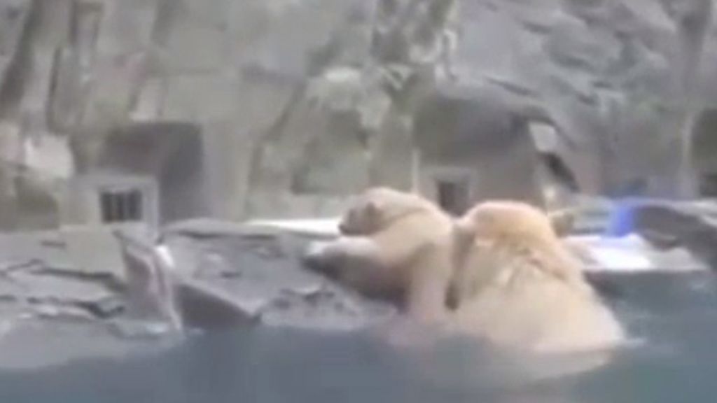 Mamá osa salva a su osezno de ahogarse