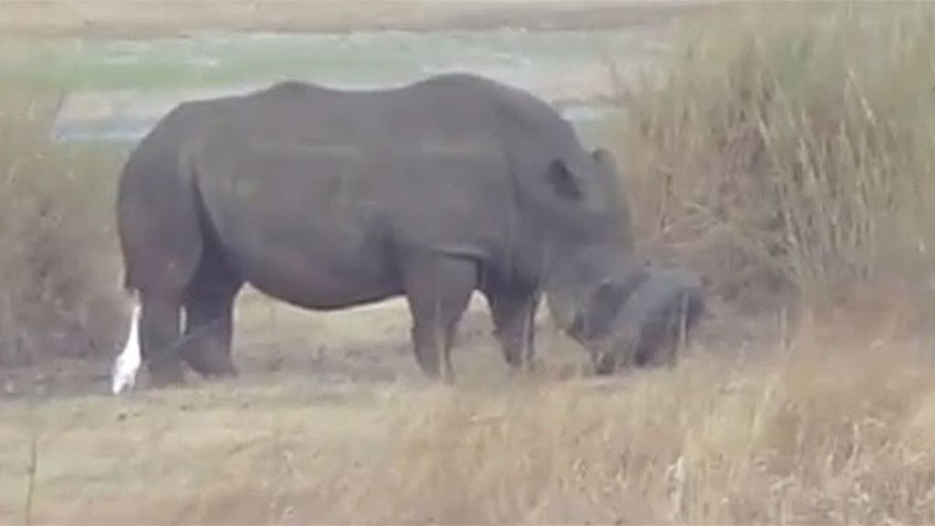 El cuerno y el neumático que ponen en apuros a un rinoceronte blanco