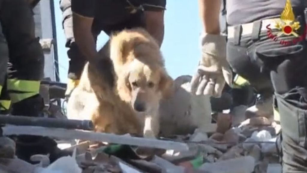 Milagroso rescate de un perro entre los escombros del terremoto en Amatrice