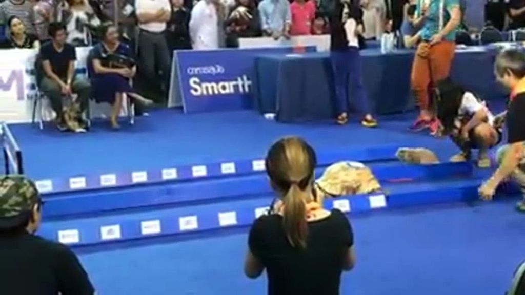 Una tortuga revoluciona las redes al ganarle la partida a una liebre