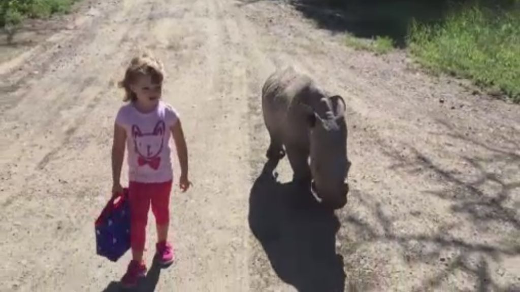 La increíble historia de amistad entre una niña y un pequeño rinoceronte