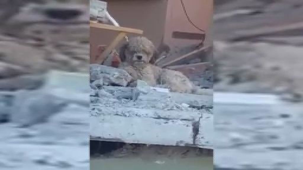 El perro que no abandona su casa tras la muerte de sus dueños en el terremoto