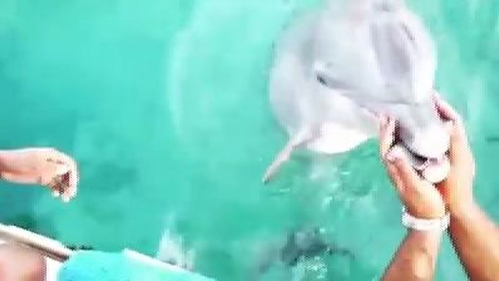 Un delfín rescata un móvil del mar