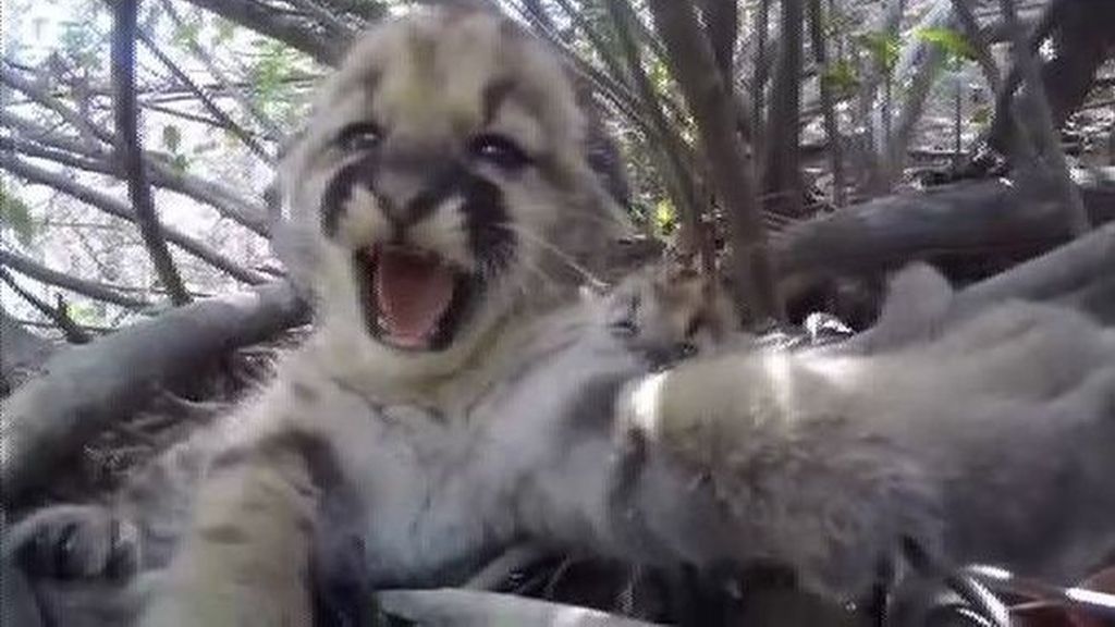 Descubren cinco cachorros de león nacidos en el parque nacional de Santa Susana