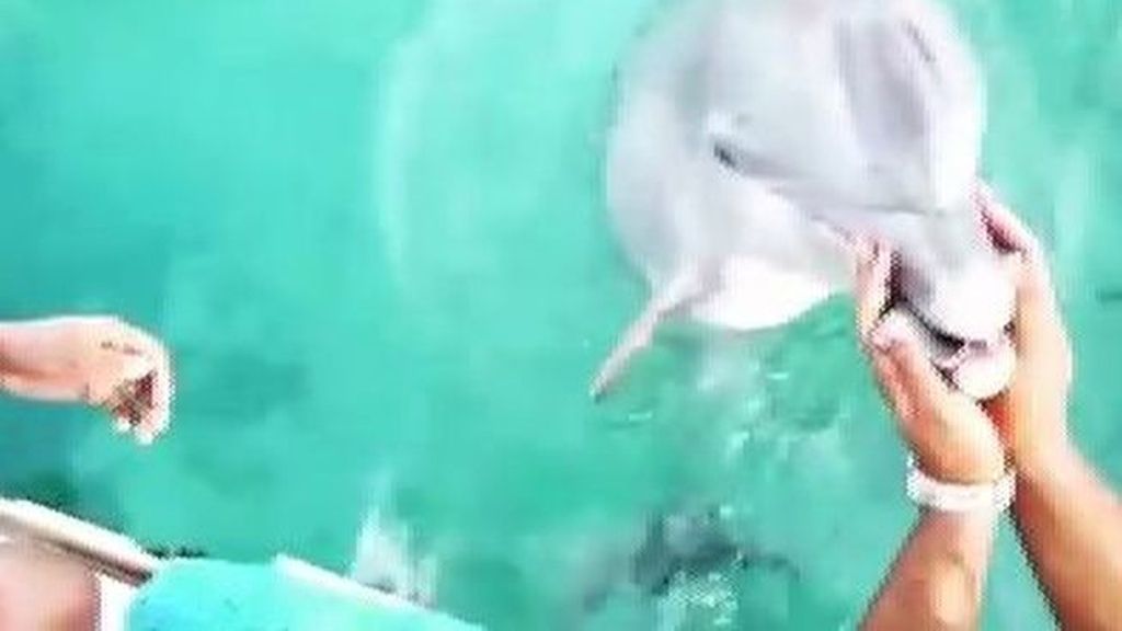 Un delfín rescata un móvil del mar