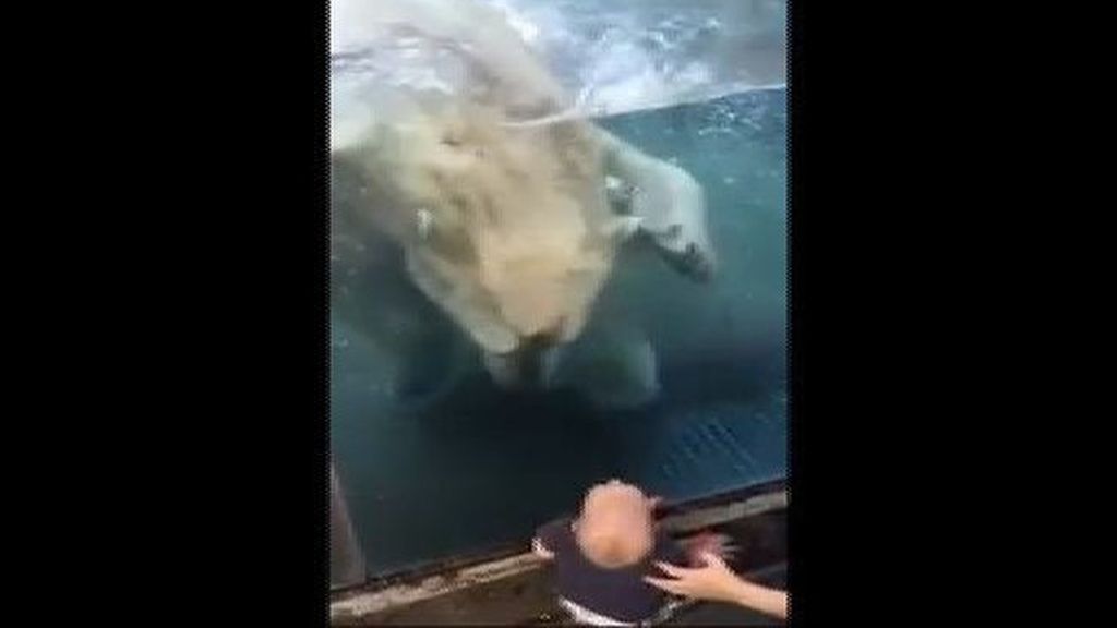 ¡Qué susto se lleva este bebé por culpa de un oso polar!
