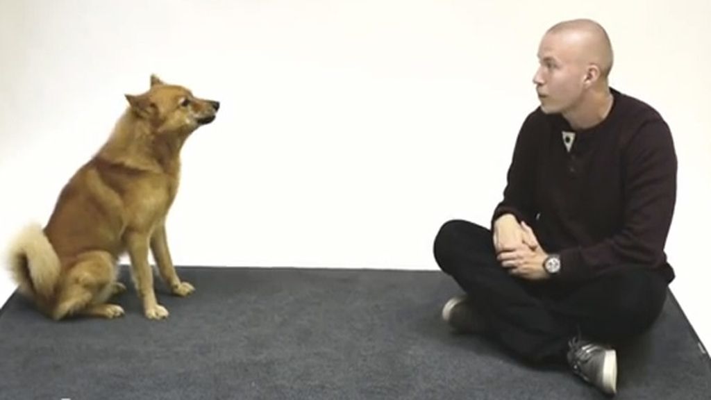 ¿Cómo reaccionan los perros ante un humano que ladra?