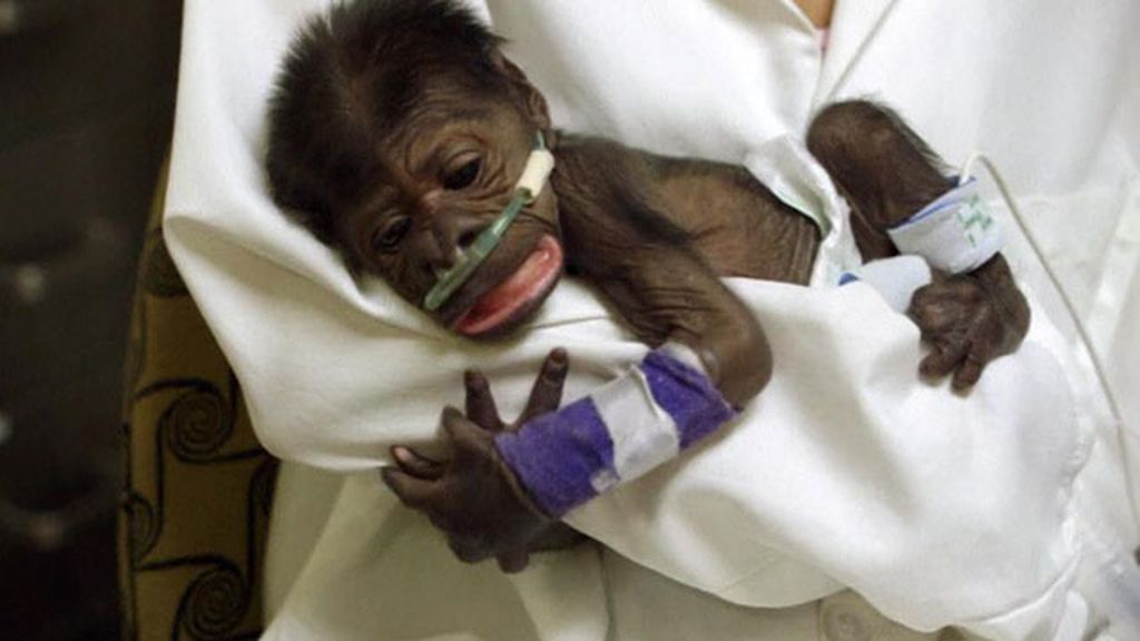 Los primeros obstáculos del chimpancé recién nacido