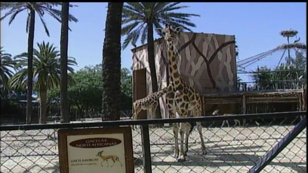 Ir al zoo o ver películas eran los cursos de formación de Ojeda