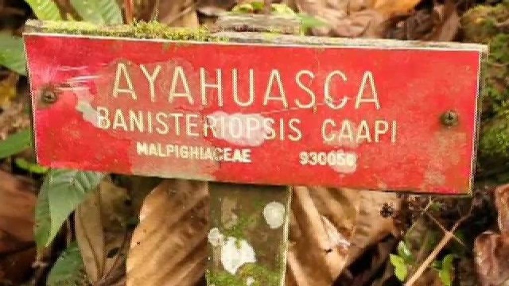Ayahuasca: la soga del muerto