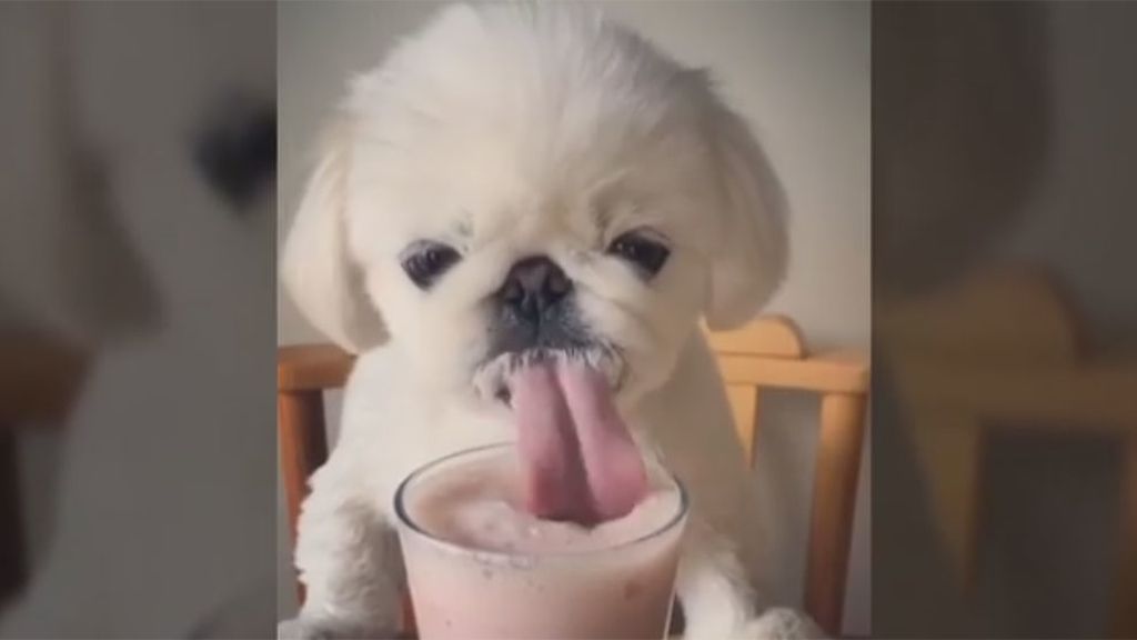 El perro 'instagramer' que disfruta de un delicioso batido de fresa