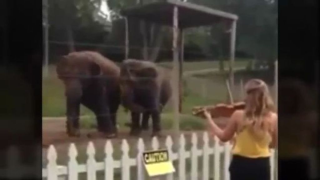 Elefantes a ritmo de la música clásica
