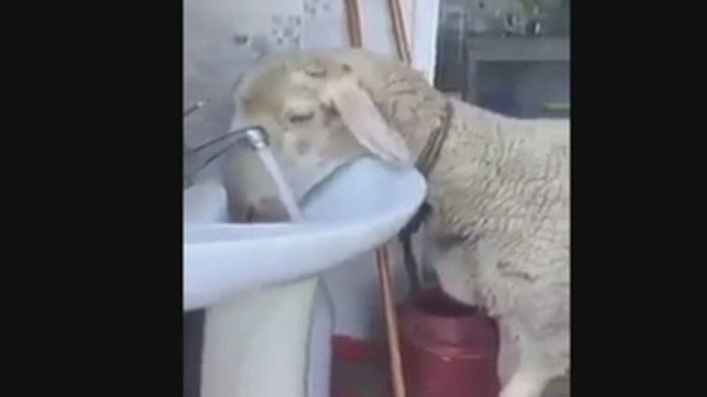 La reacción de una oveja cuando le cortan el agua del grifo