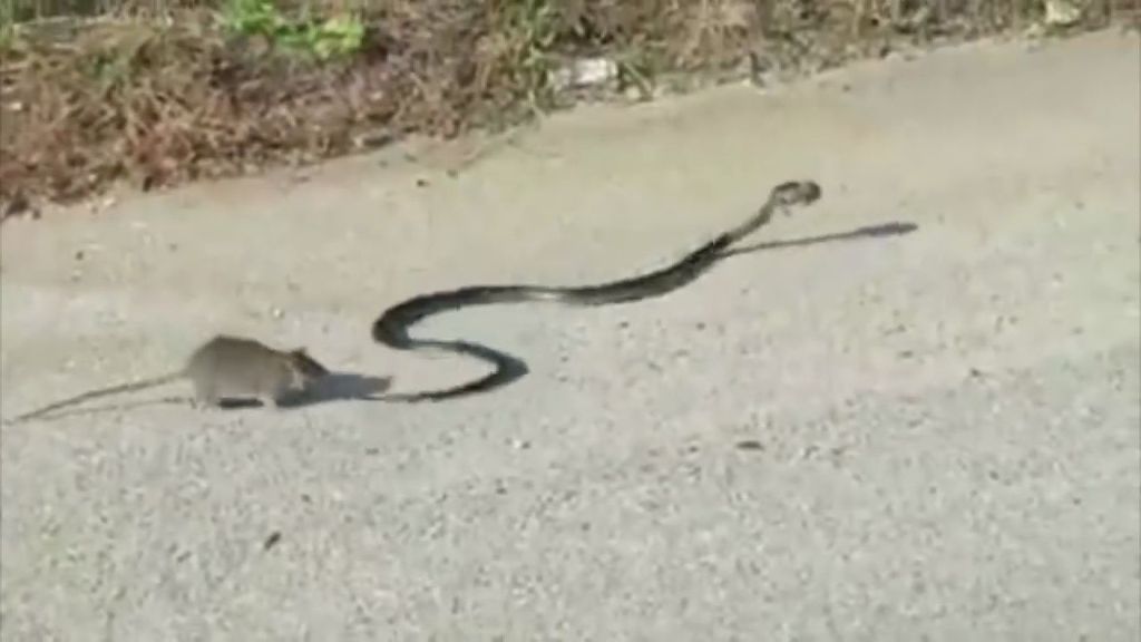 Lucha a muerte para salvar a su cría del ataque de una serpiente