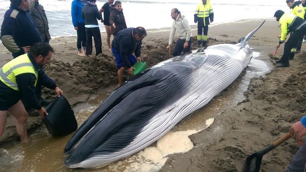 Una cría de ballena aparece con vida a la orilla de una playa de Huelva