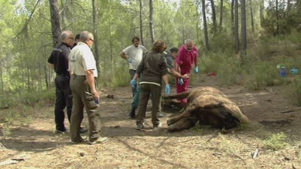 Un bisonte decapitado y la manada posiblemente envenenada, en la reserva de Valdeserrillas