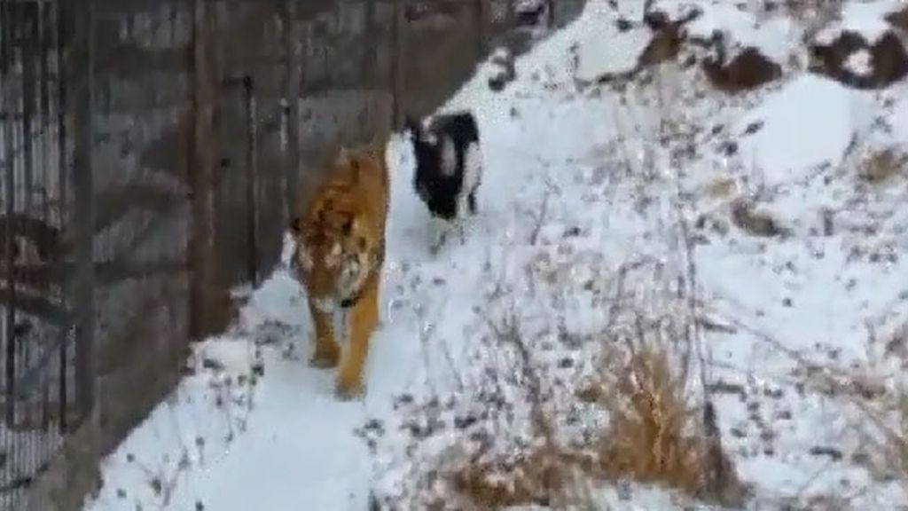 Una cabra 'le planta cara' a un tigre en un zoo