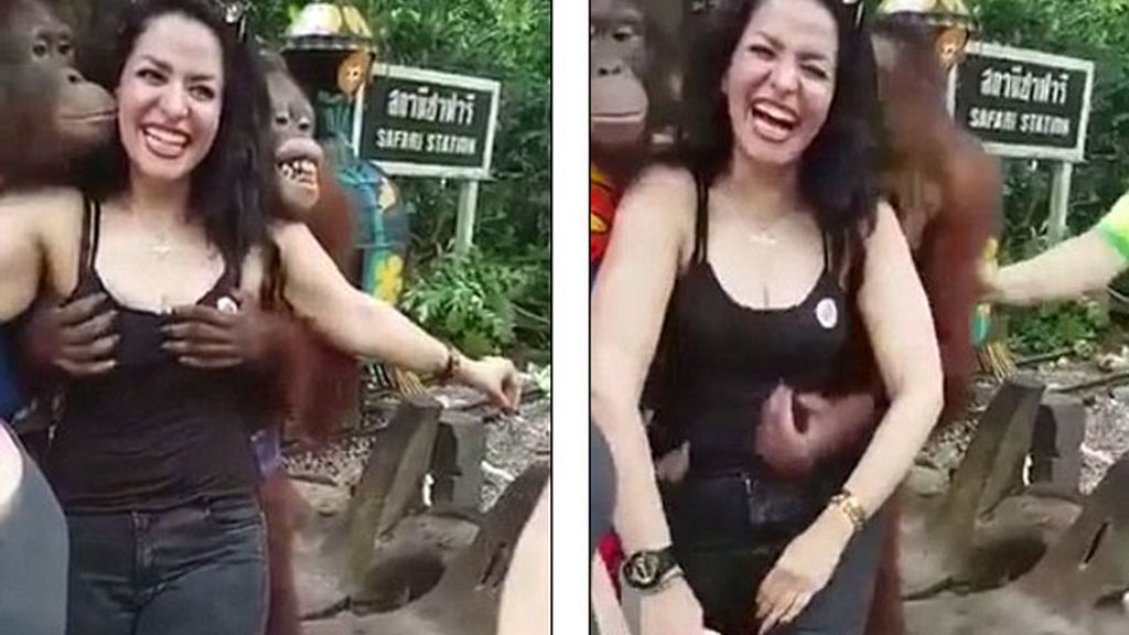 El orangután más descarado de Bangkok