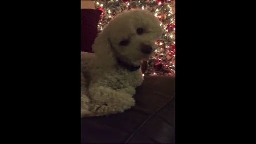 El adorable caniche que se queda dormido mientras su dueña le canta