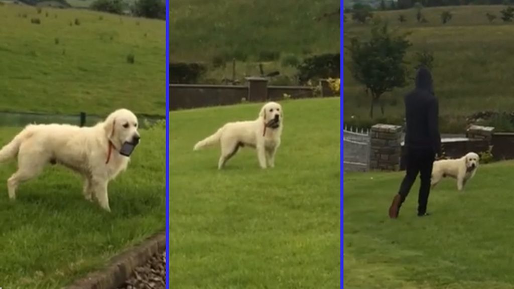 Un gracioso perro irlandés salva de la adicción al móvil a su furioso dueño