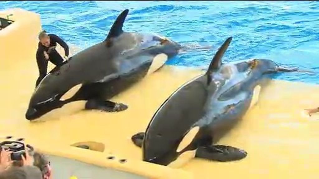 Debate por el futuro de Morgan, una orca del zoológico de Tenerife