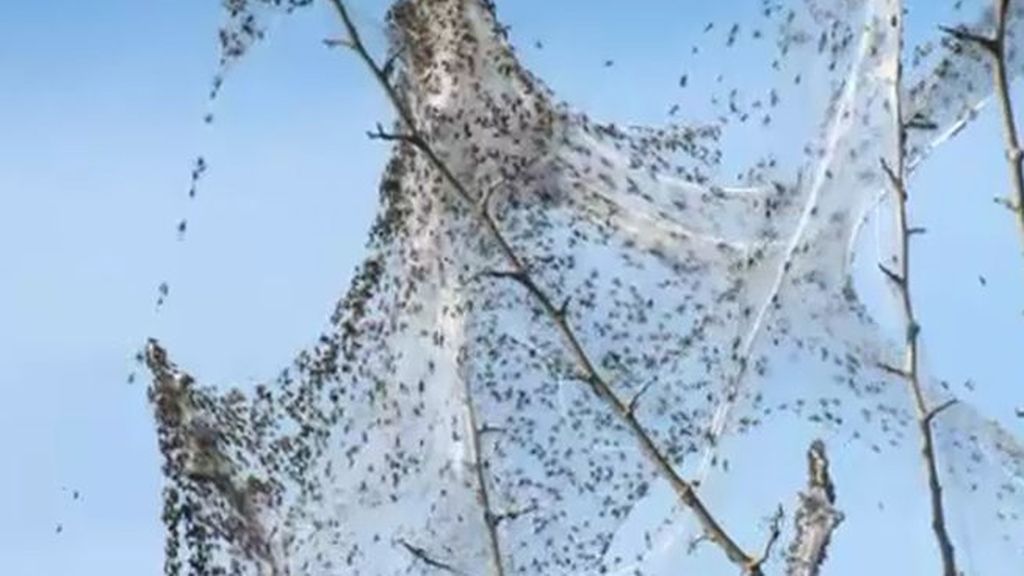 Millones de arañas cubren Argentina con ‘la baba del diablo’