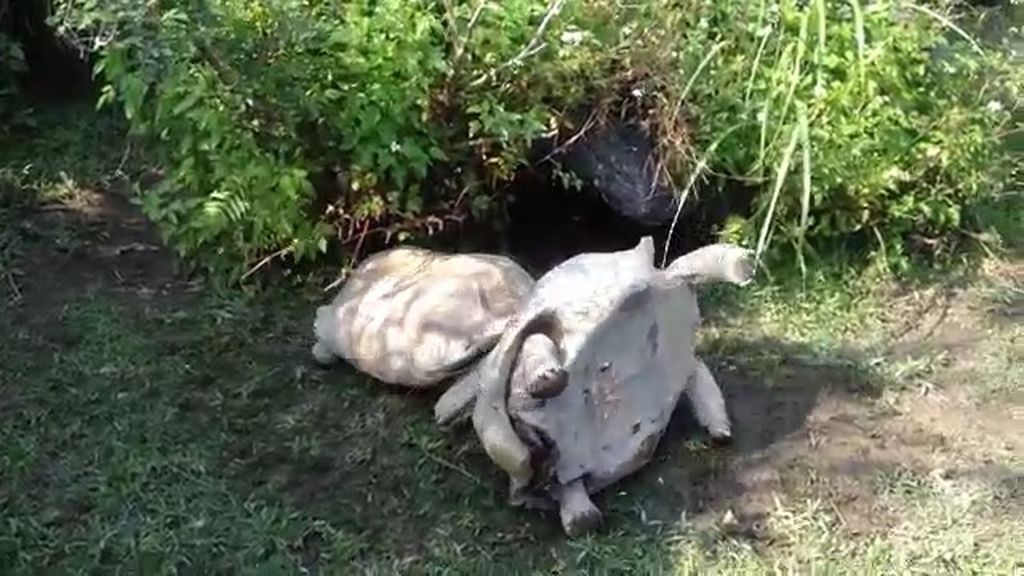 Una tortuga socorre a su compañera que había volcado