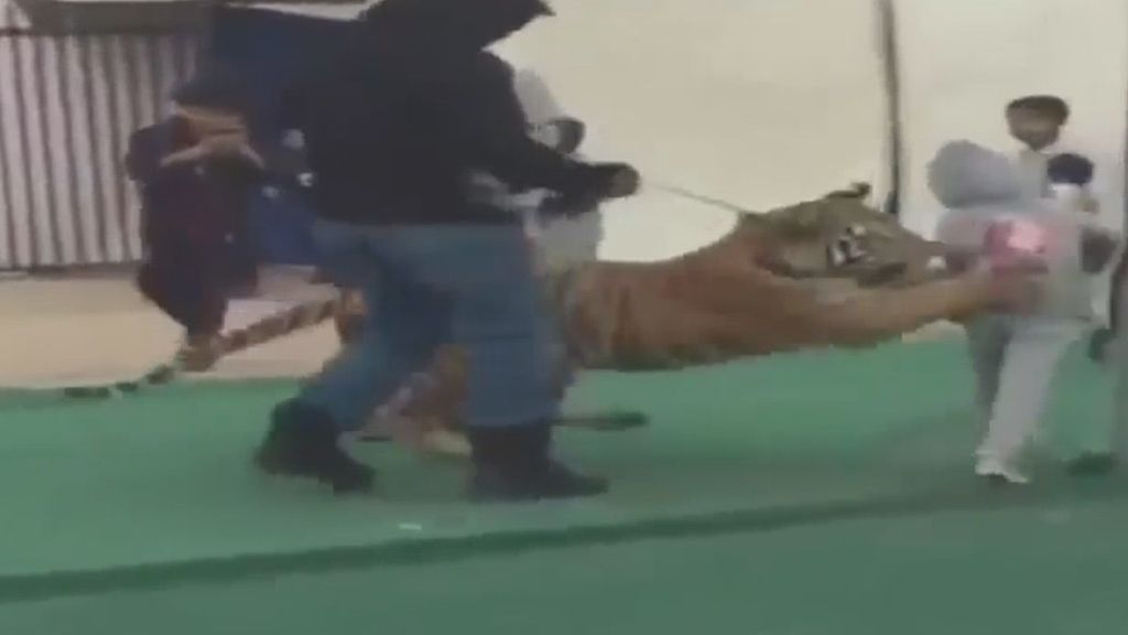 Un tigre ataca salvajemente a una niña en un mercado de Arabia Saudi