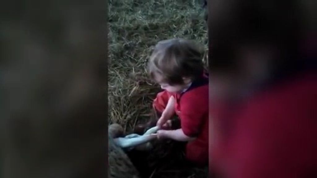 Una niña de tres años ayuda a parir a una oveja