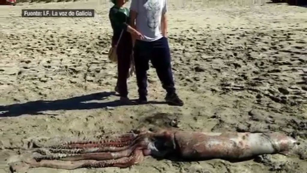 Encuentran muerta a una cría de calamar gigante en una playa de La Coruña