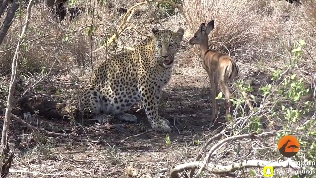 Un leopardo juega con su presa y acaba perdonándole la vida